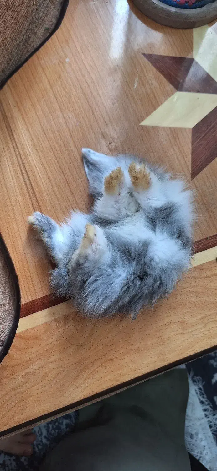 خرگوش|موش و خرگوش|کرمان, |دیوار