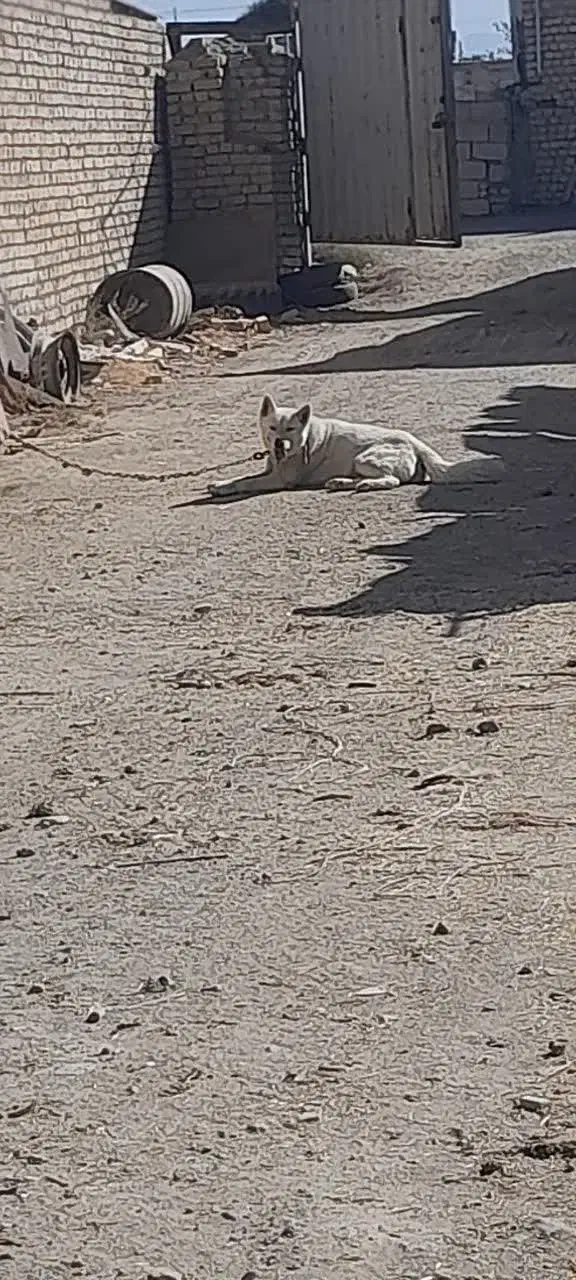 سگ هاسکی|سگ|گلپایگان, |دیوار