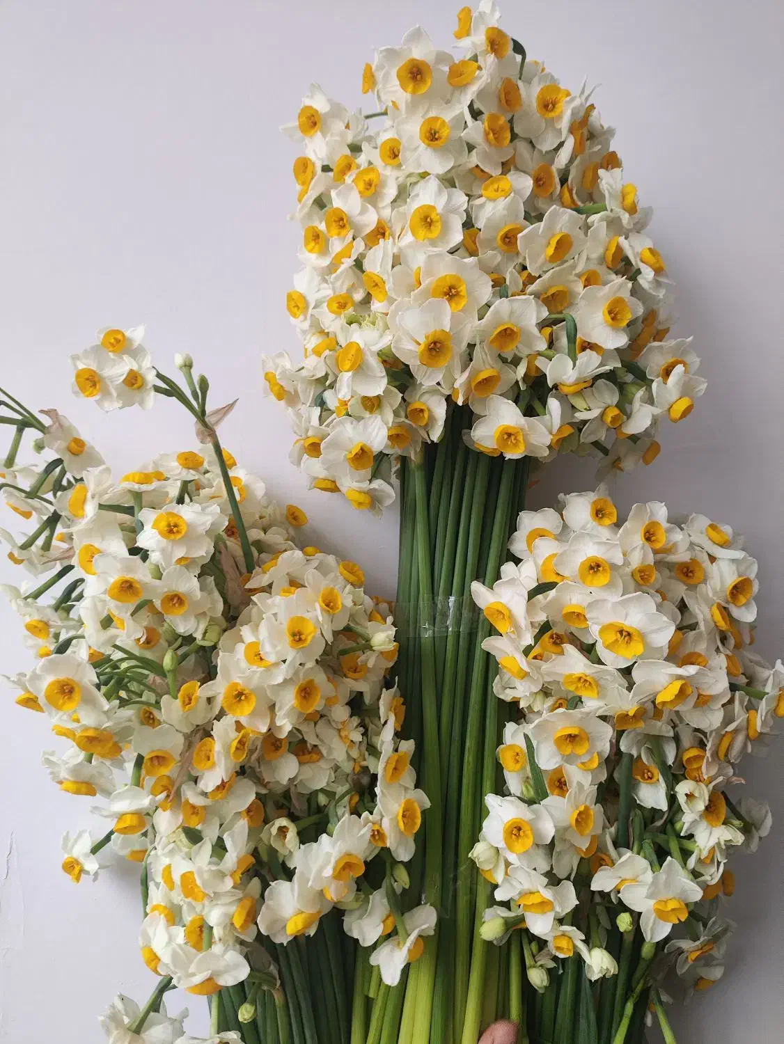 گل نرگس شیراز|گل و گیاه طبیعی|شیراز, ترمینال باربری|دیوار