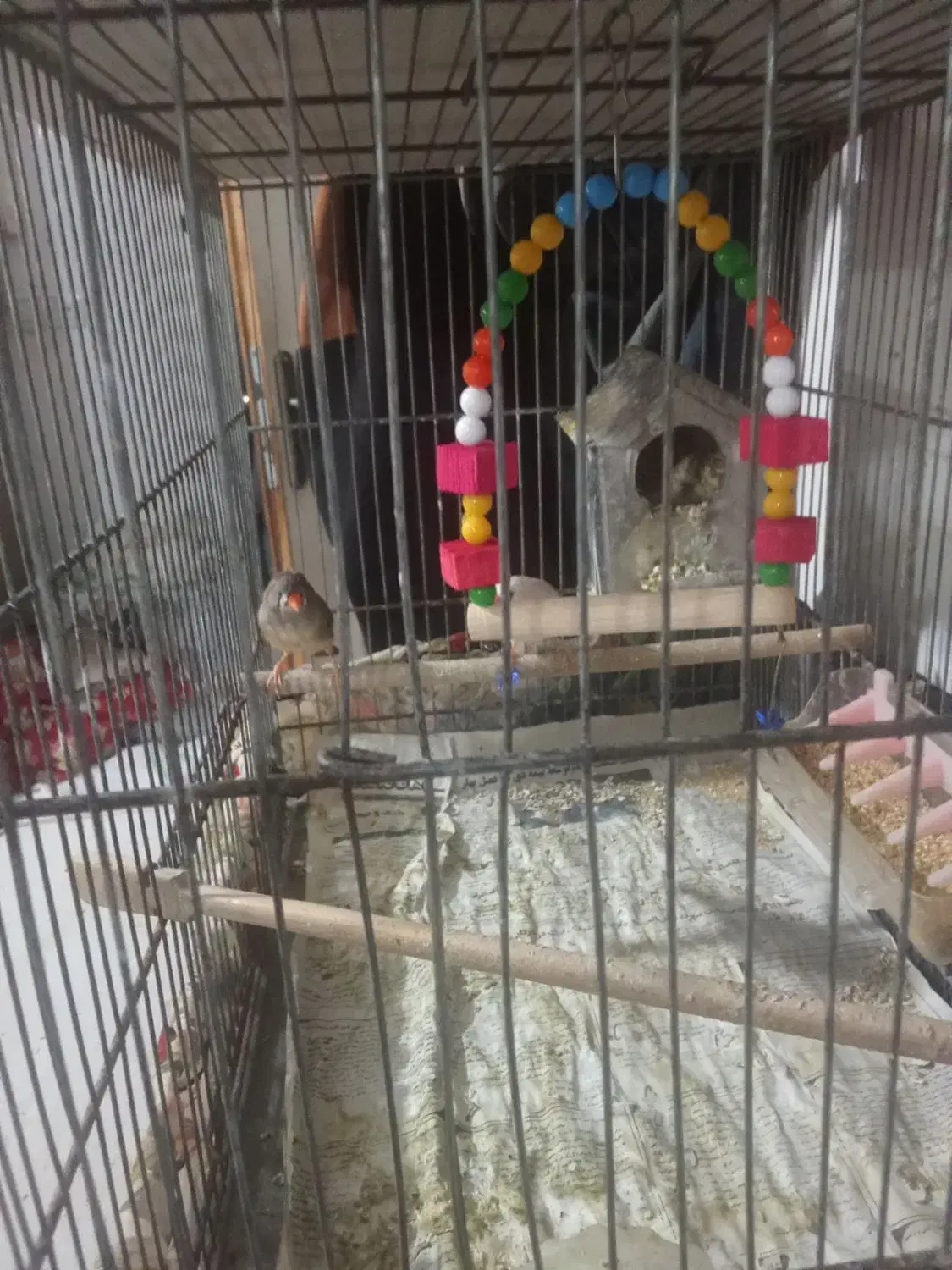 فنچ نرگسی و زفنچ زبرا|پرنده|قم, زند آباد|دیوار