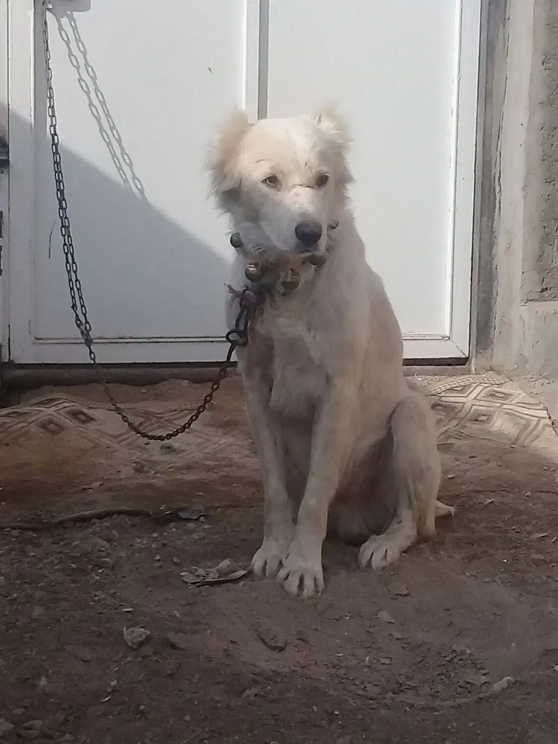 سگ گله ای دهن پاک|سگ|قم, شهرک طالقانی|دیوار