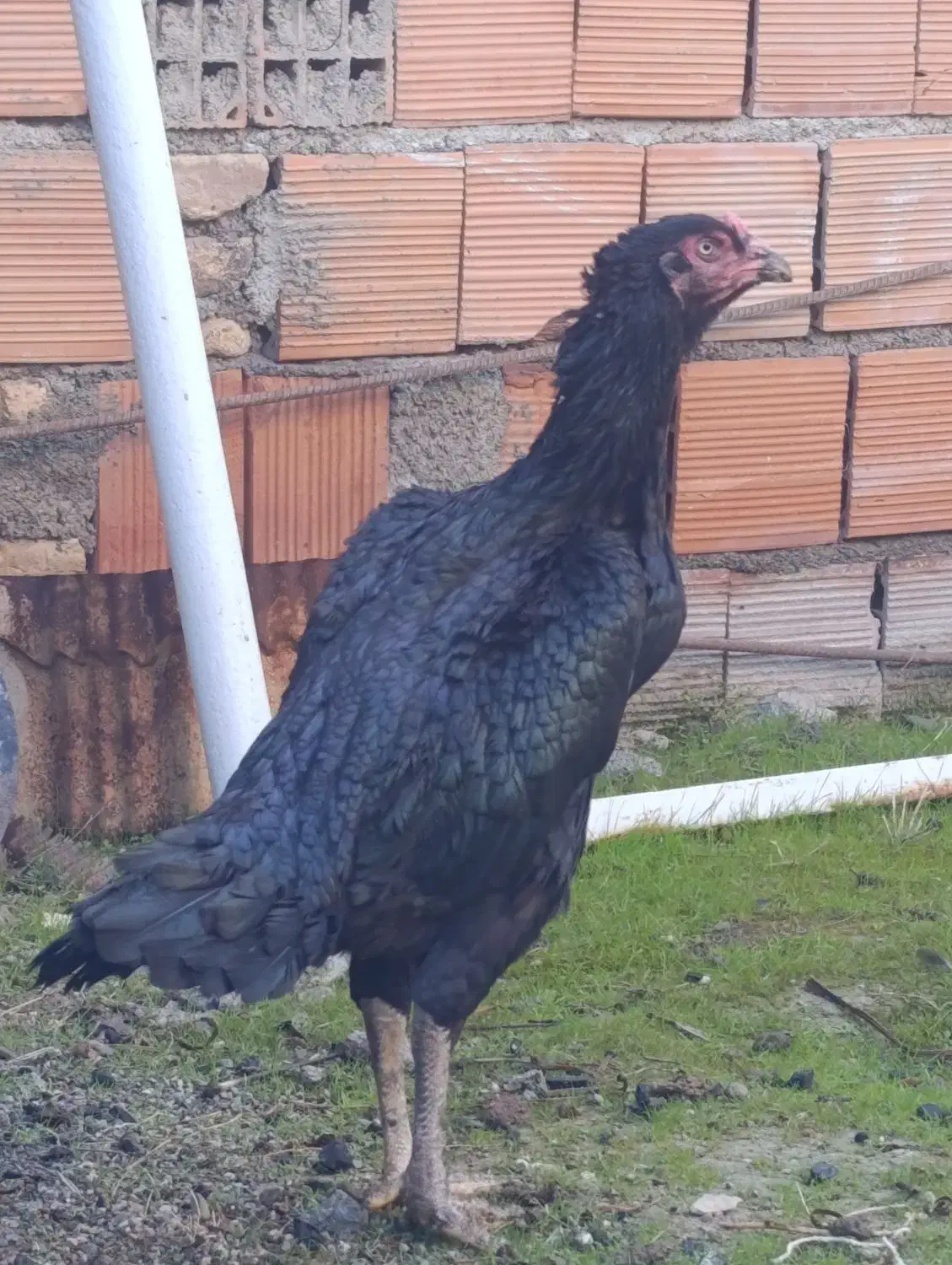 مرغ لاری|حیوانات مزرعه|بندر ترکمن, |دیوار