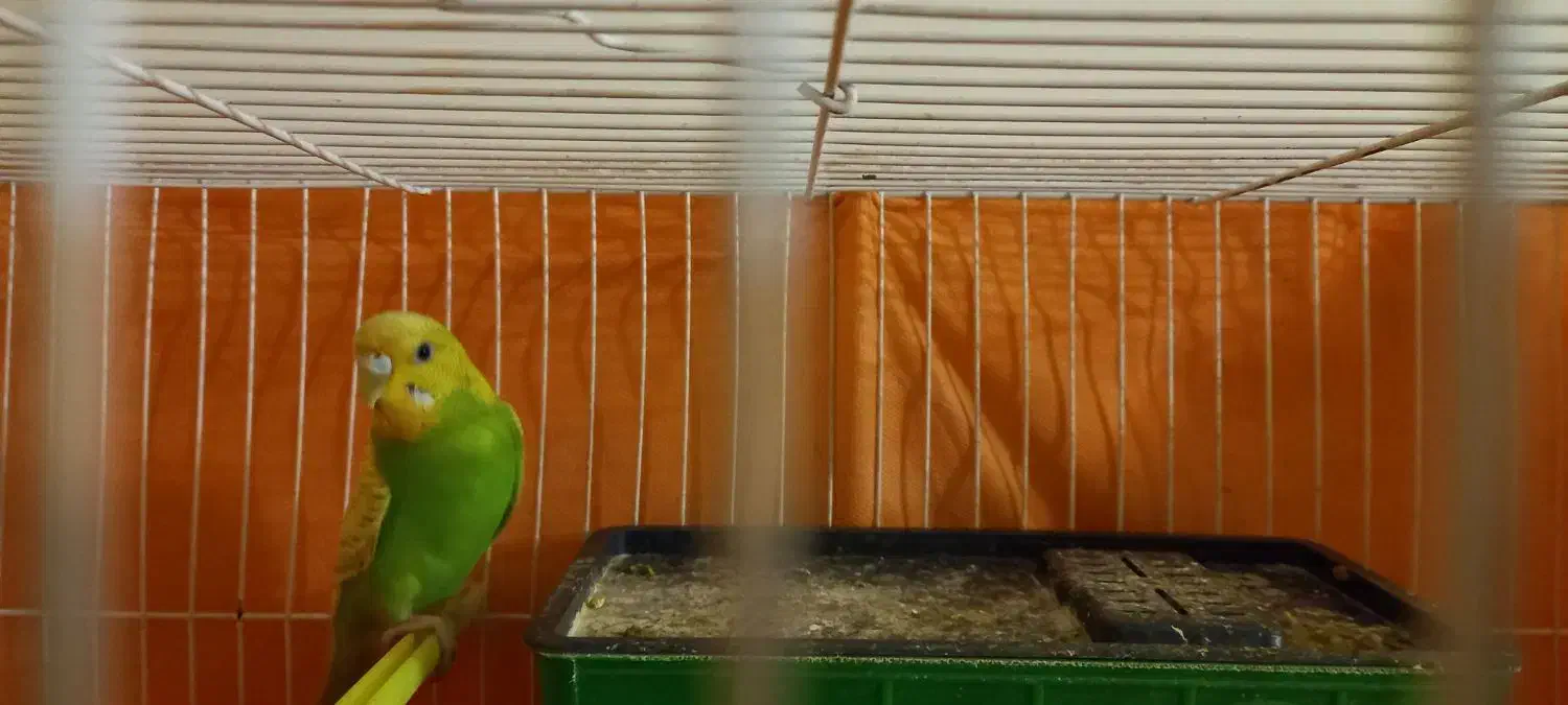 دو عدد مرغ عشق نر سالم با قفس|پرنده|مشهد, هفت تیر (آب و برق)|دیوار