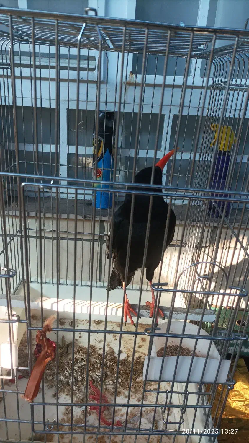 پرنده گم شده|پرنده|تربت‌حیدریه, حسنی بالا|دیوار