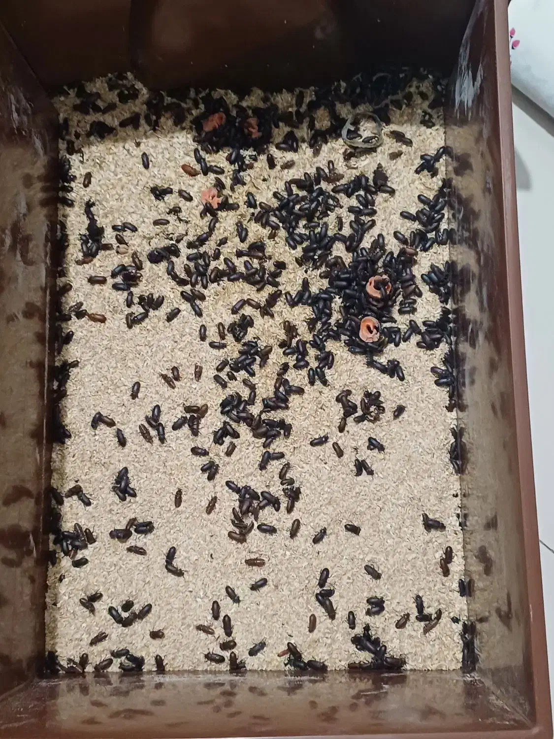 سوسک میلورم|خزنده|کاشان, شهرک خاتم الانبیا (مسکن ملی کاشان)|دیوار