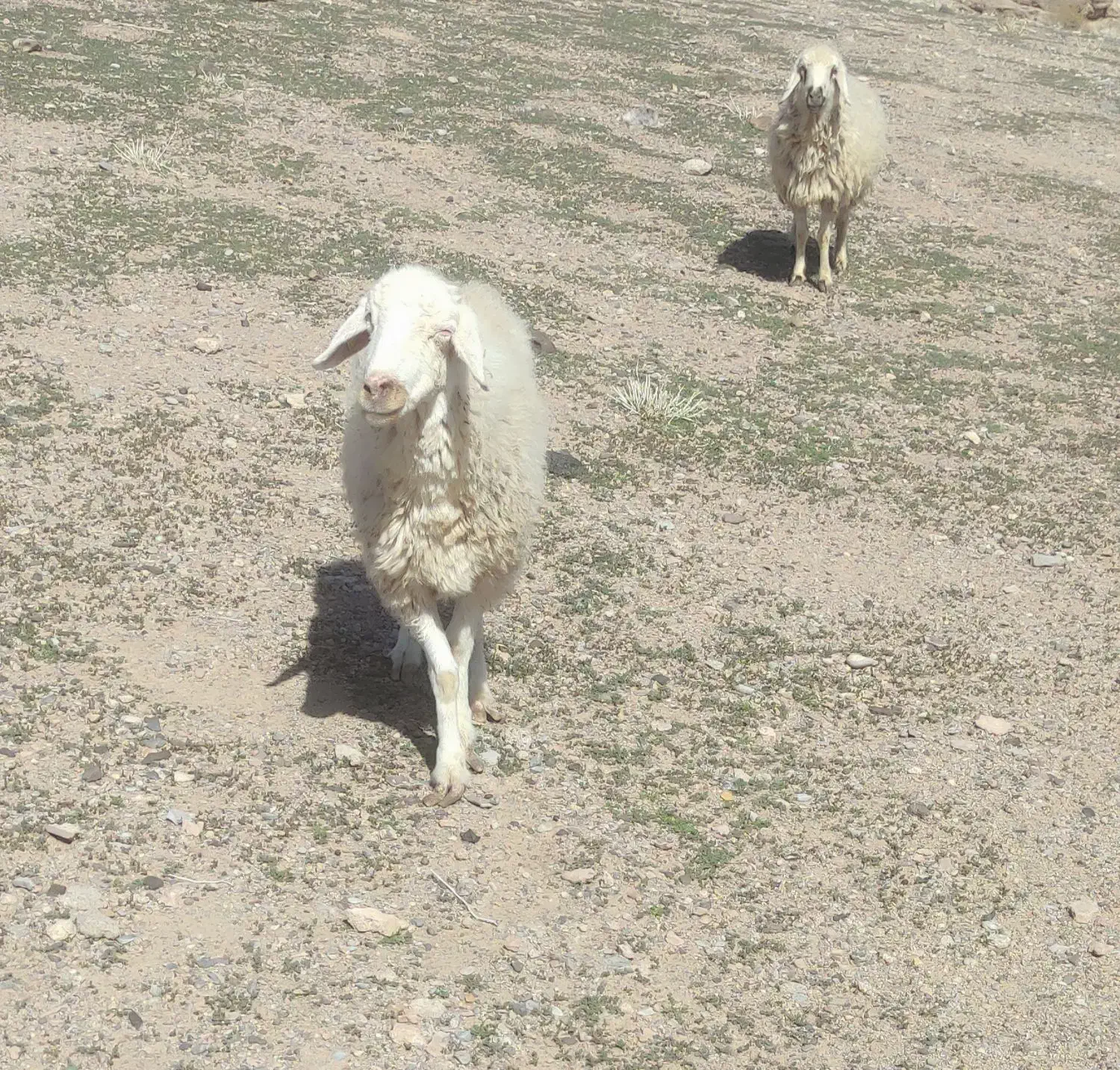 جفت میش‌|حیوانات مزرعه|سده (خراسان جنوبی), |دیوار