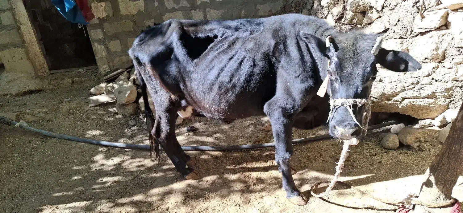 گاو و گوساله|حیوانات مزرعه|بازفت, |دیوار