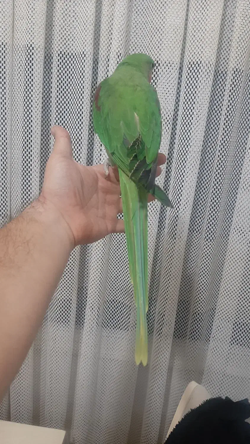 جوجه شاه طوطی ۳ماهه دونخور رام ودستی|پرنده|شهریار, شهرک وائین|دیوار