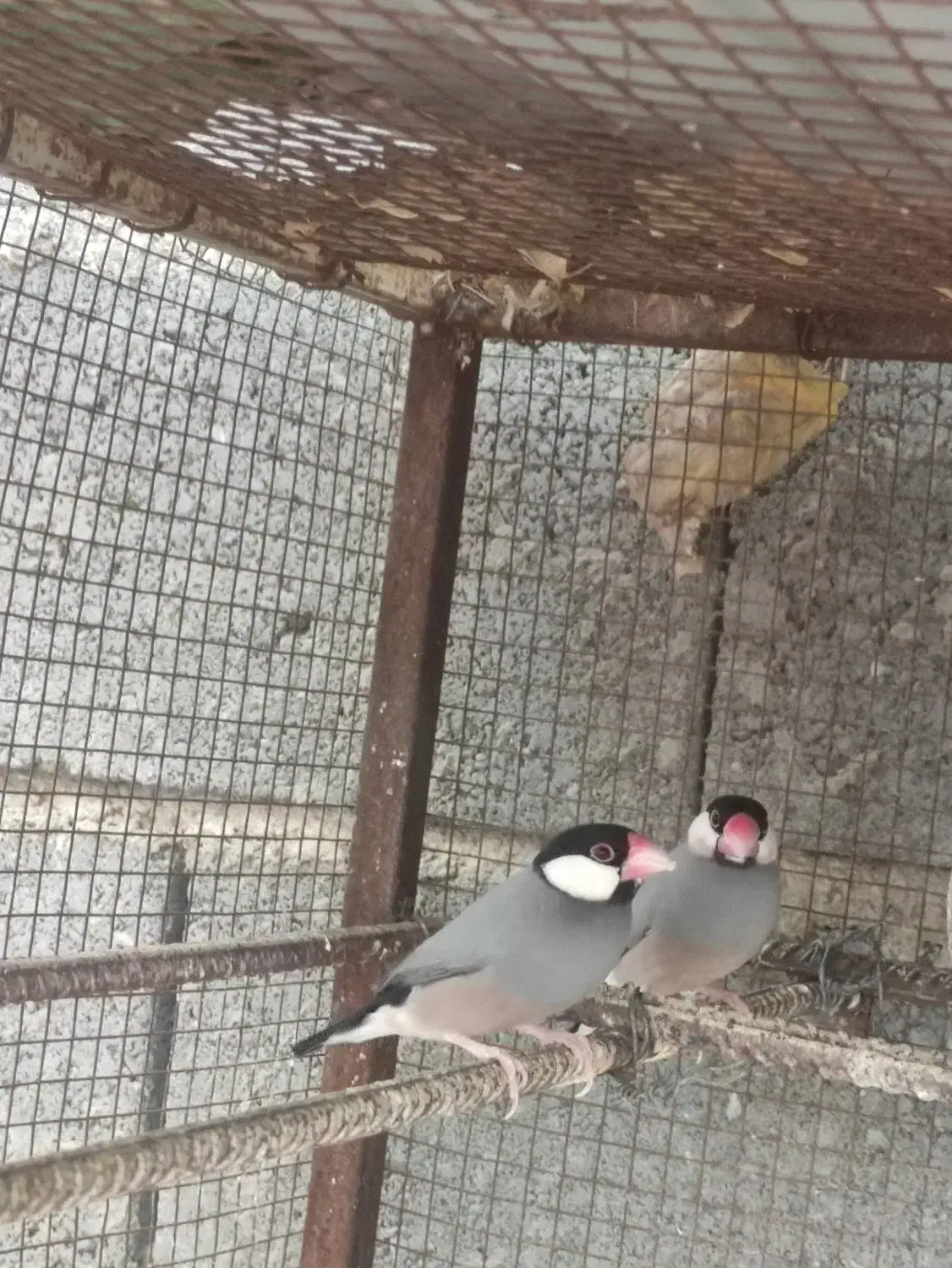 فنج نرگسی|پرنده|میناب, |دیوار