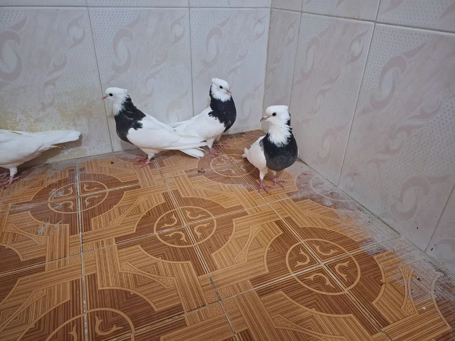 طوقی جهت فروش و معاوضه با عروس هلندی|پرنده|اهرم, |دیوار