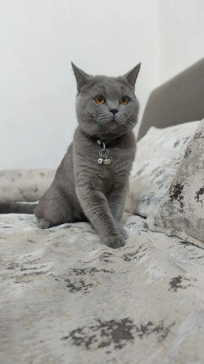 گربه اسکاتیش اصیل بلو|گربه|نیشابور, شهرک قدس|دیوار