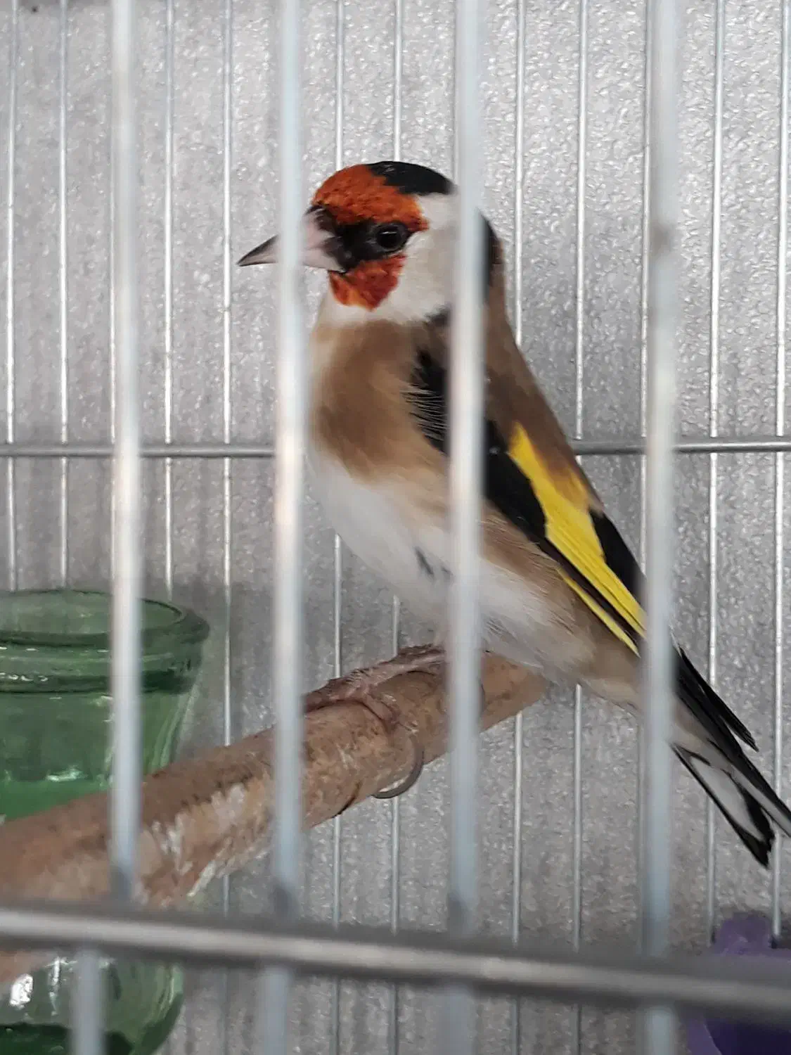 سهر قناری|پرنده|شیراز, کیان شهر|دیوار