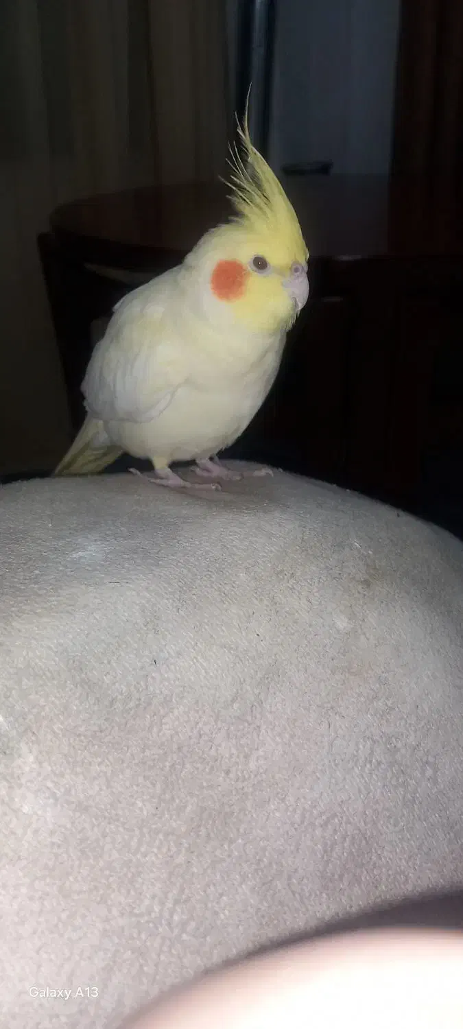 یک عدد عروس هلندی ماده|پرنده|نوشهر, |دیوار