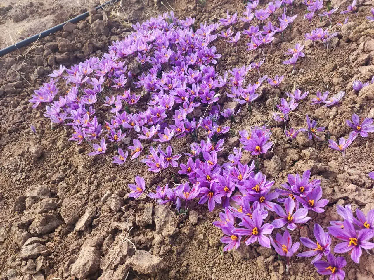 گل تازه ی زعفران1404|خوردنی و آشامیدنی|تهران, آشتیانی|دیوار