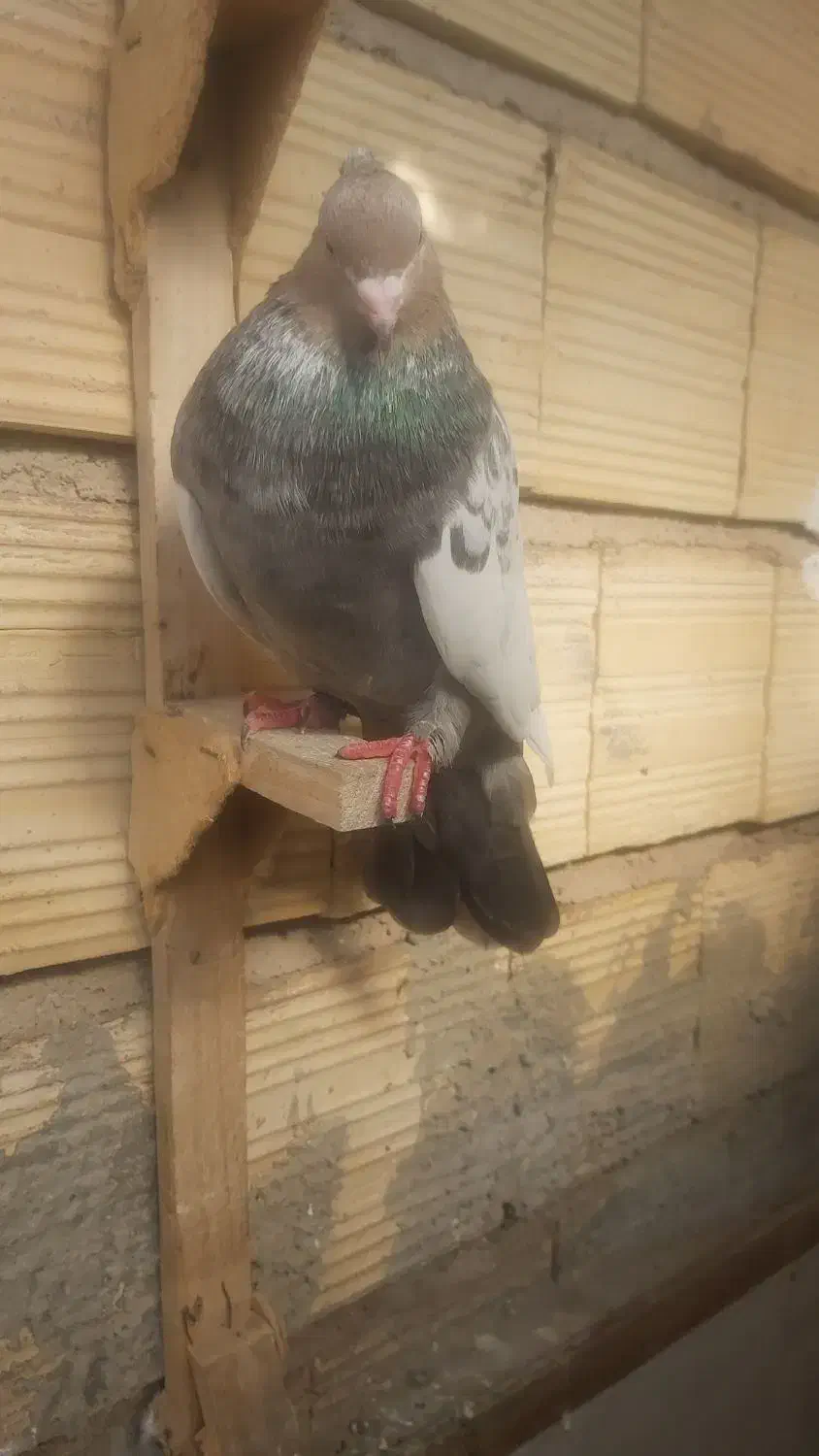 کفتر کبوتر|پرنده|شیراز, کوشک میدان|دیوار