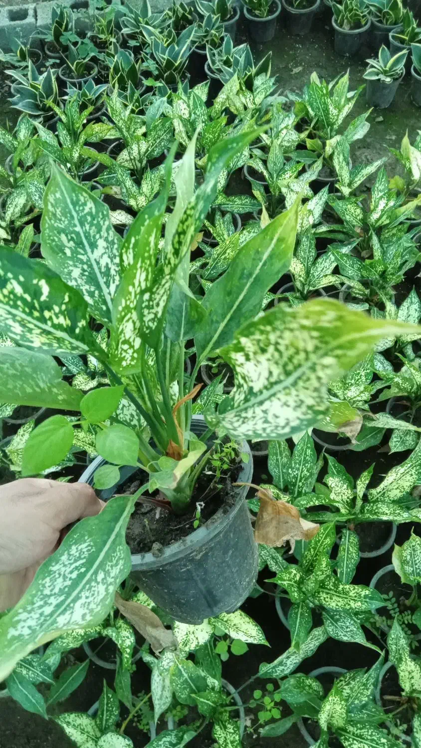 گل آگلونما|گل و گیاه طبیعی|اطاقور, |دیوار