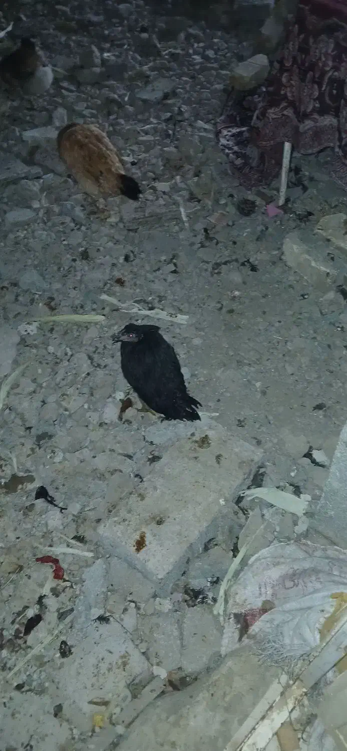 مرغ جوجه خروس|حیوانات مزرعه|کردیان, |دیوار