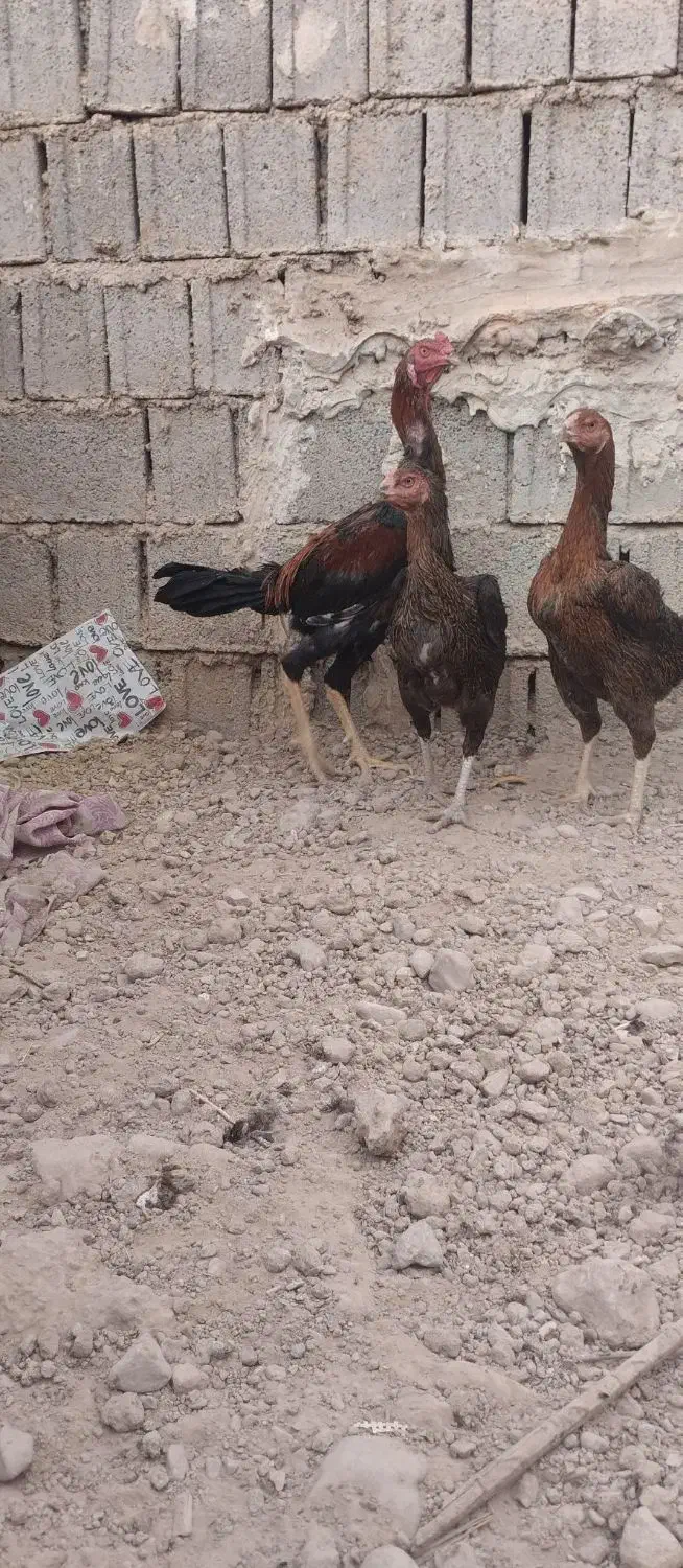 خروس لاری اوشامو جوان|حیوانات مزرعه|برازجان, |دیوار