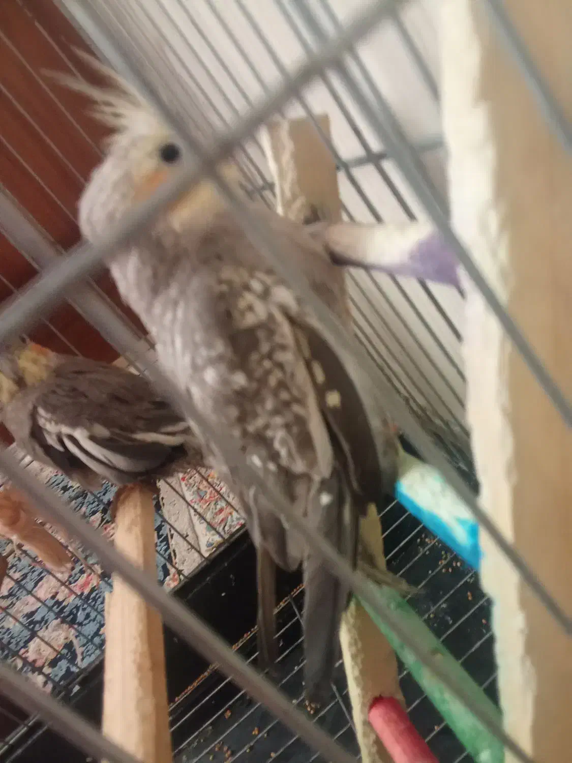 عروس هلندی|پرنده|نسیمشهر, |دیوار