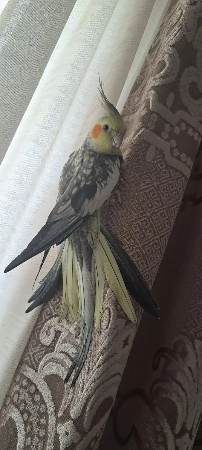 عروس هلندی|پرنده|اسلام‌شهر, شهرک سالور|دیوار