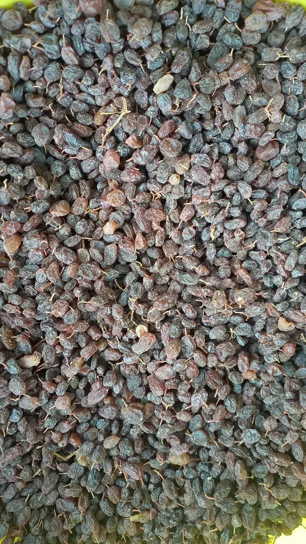 کشمش محلی تاکستان|عمده‌فروشی|رشت, شهرک قدس|دیوار