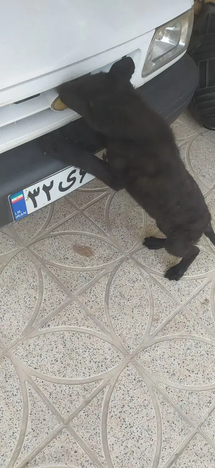 سگ ژرمن|سگ|فلاورجان, |دیوار