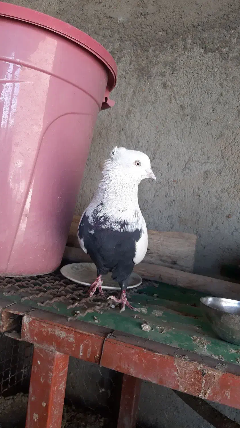 کبوتر سینه دمسیاه|پرنده|لالجین, |دیوار