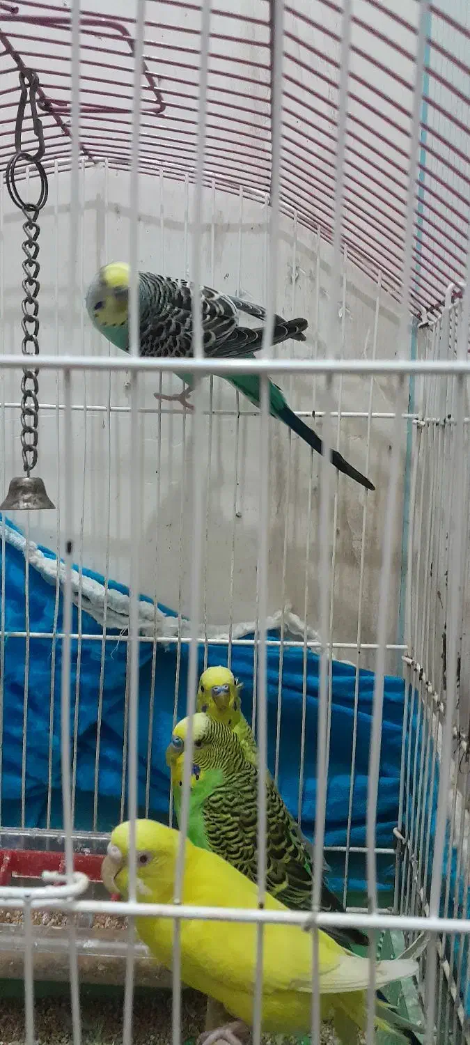 مرغ عشق و خروس میاطوری|پرنده|سنگر, |دیوار