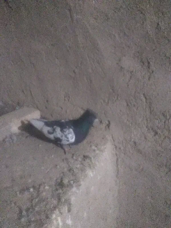 کفتر|پرنده|داورزن, |دیوار