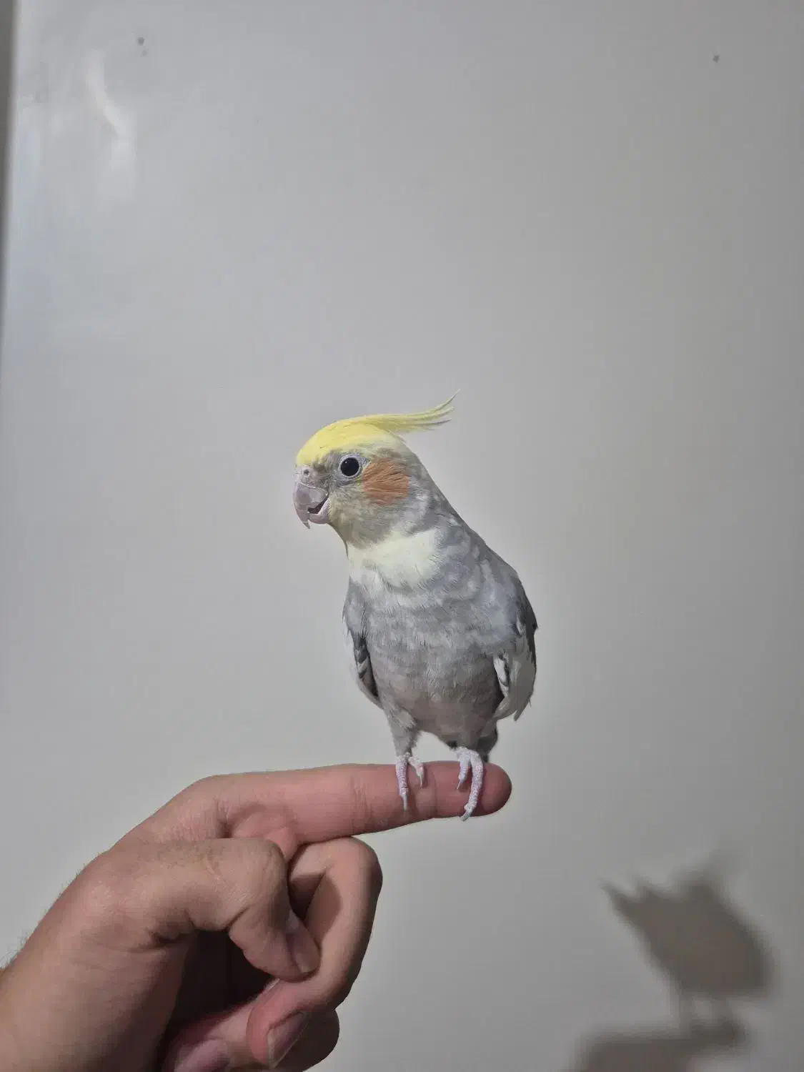 عروس هلندی|پرنده|تهران, والفجر (افسریه)|دیوار