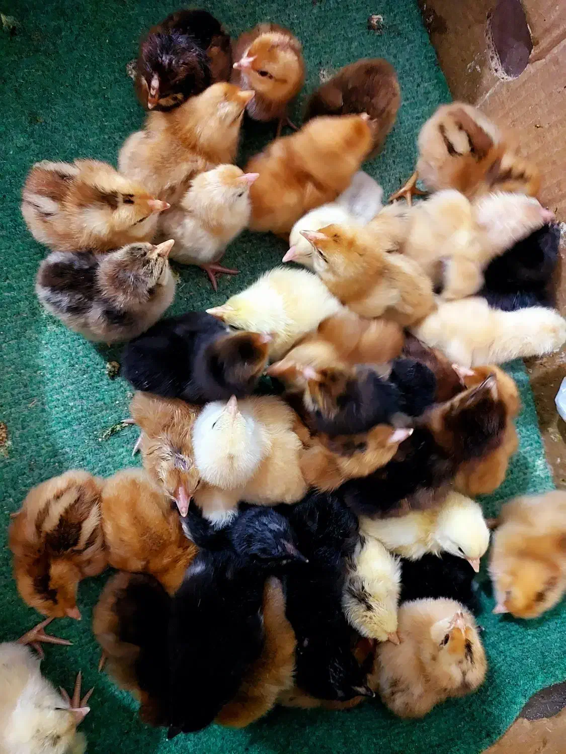 جوجه محلی تمیز سرحال با قیمت مناسب|حیوانات مزرعه|فریدون‌کنار, |دیوار