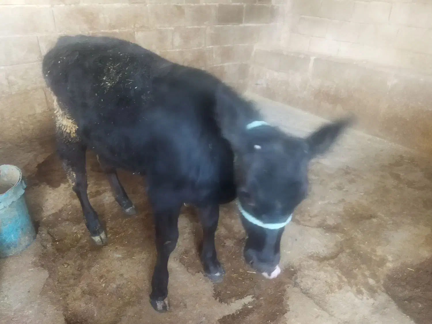 شنگل|حیوانات مزرعه|دهدشت, |دیوار