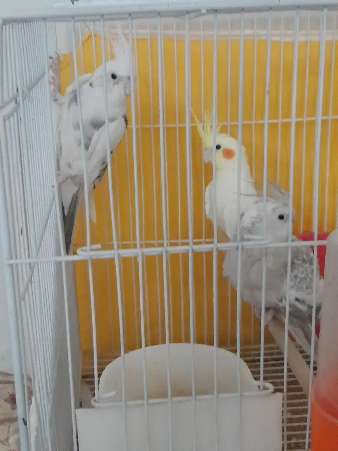 عروس فروش فوری|پرنده|مشهد, رضاییه|دیوار