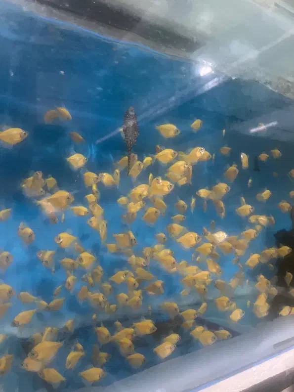 گلو فیش (کالرفیش)|ماهی|اصفهان, شمس آباد|دیوار