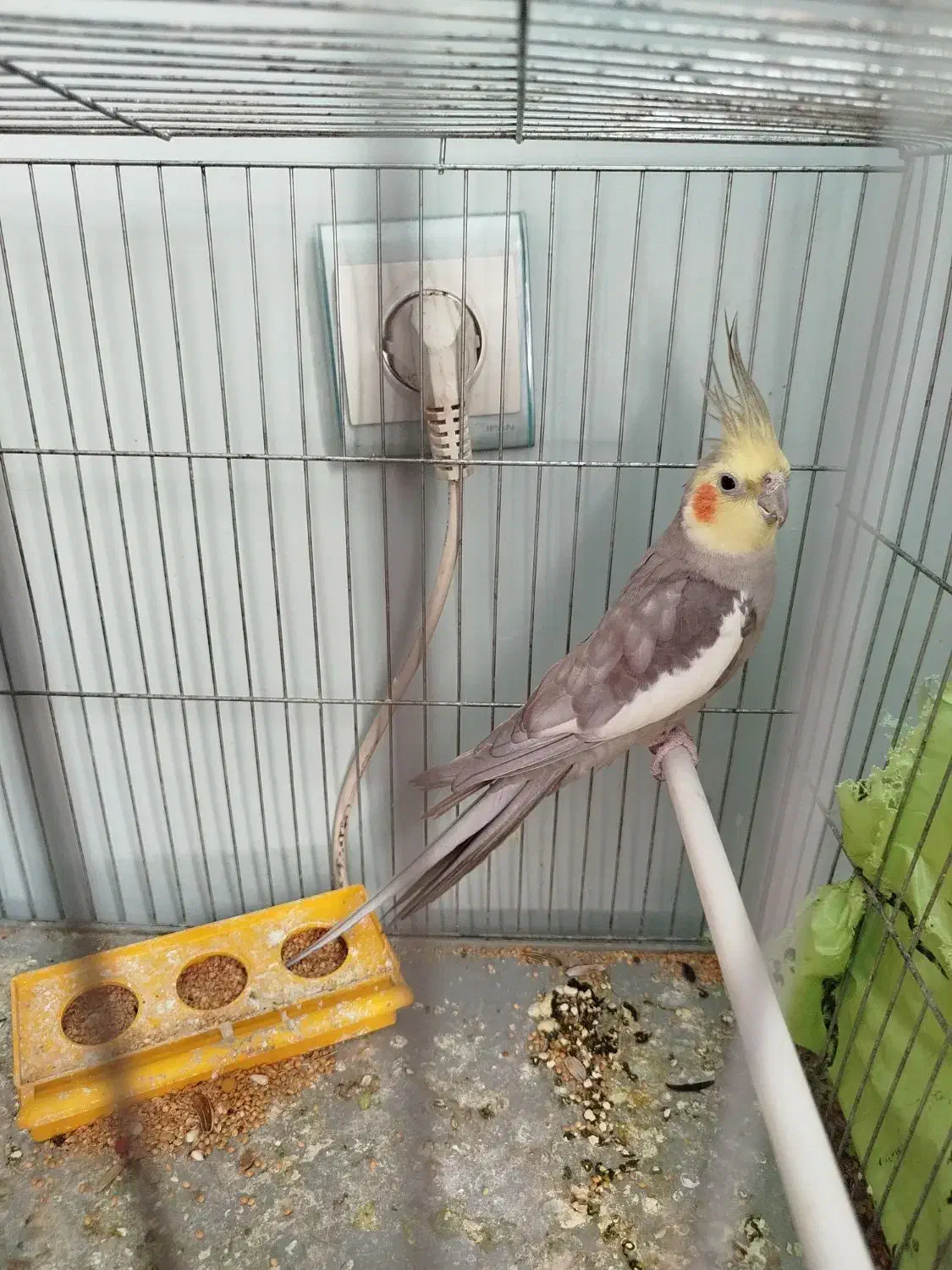 نر مست مست|پرنده|تبریز, |دیوار