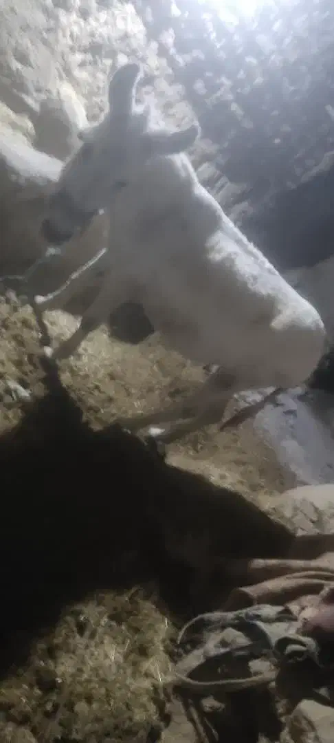 خره ماده|حیوانات مزرعه|بیجار, |دیوار