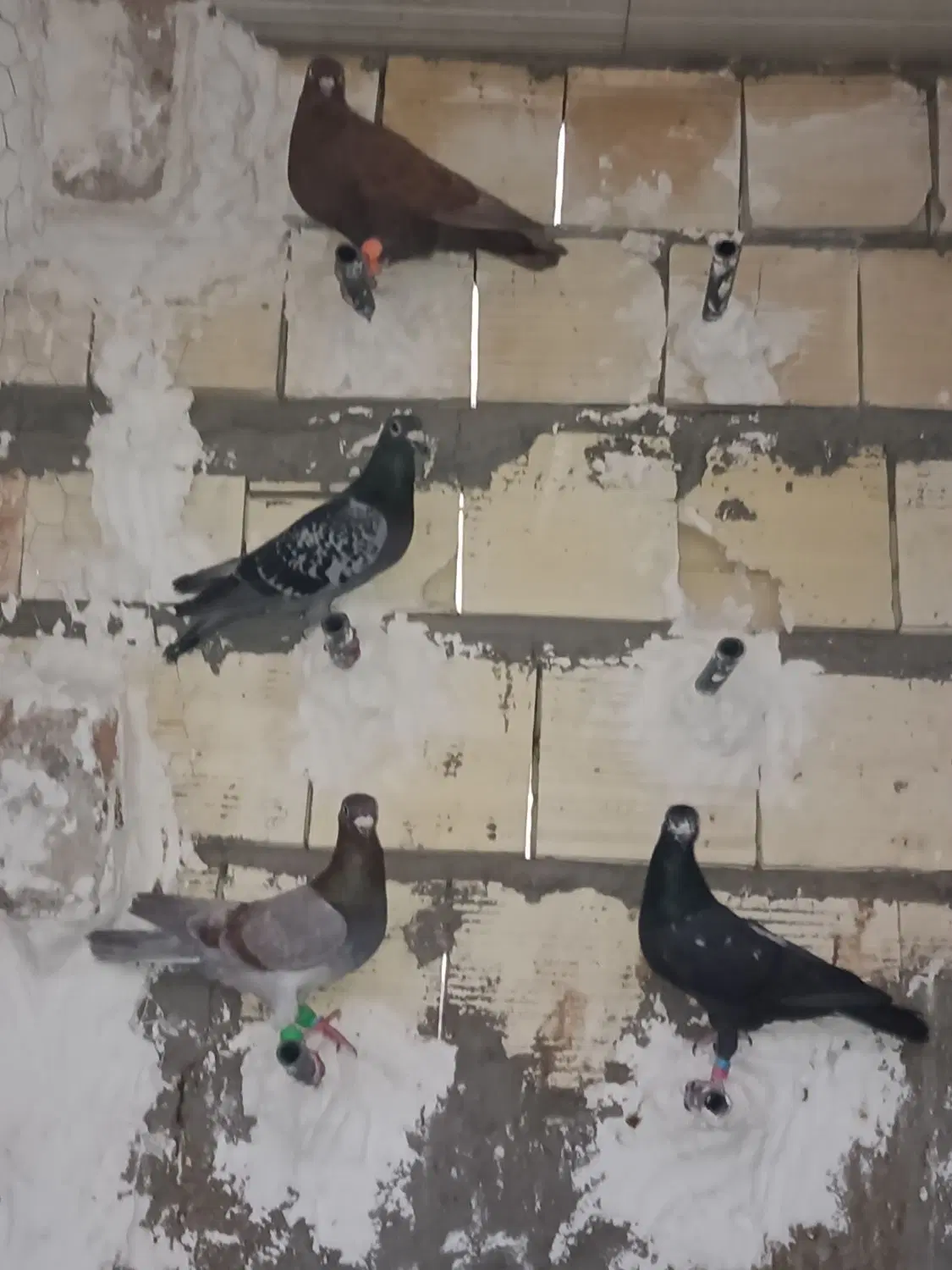 کفتر|پرنده|زاهدان, |دیوار