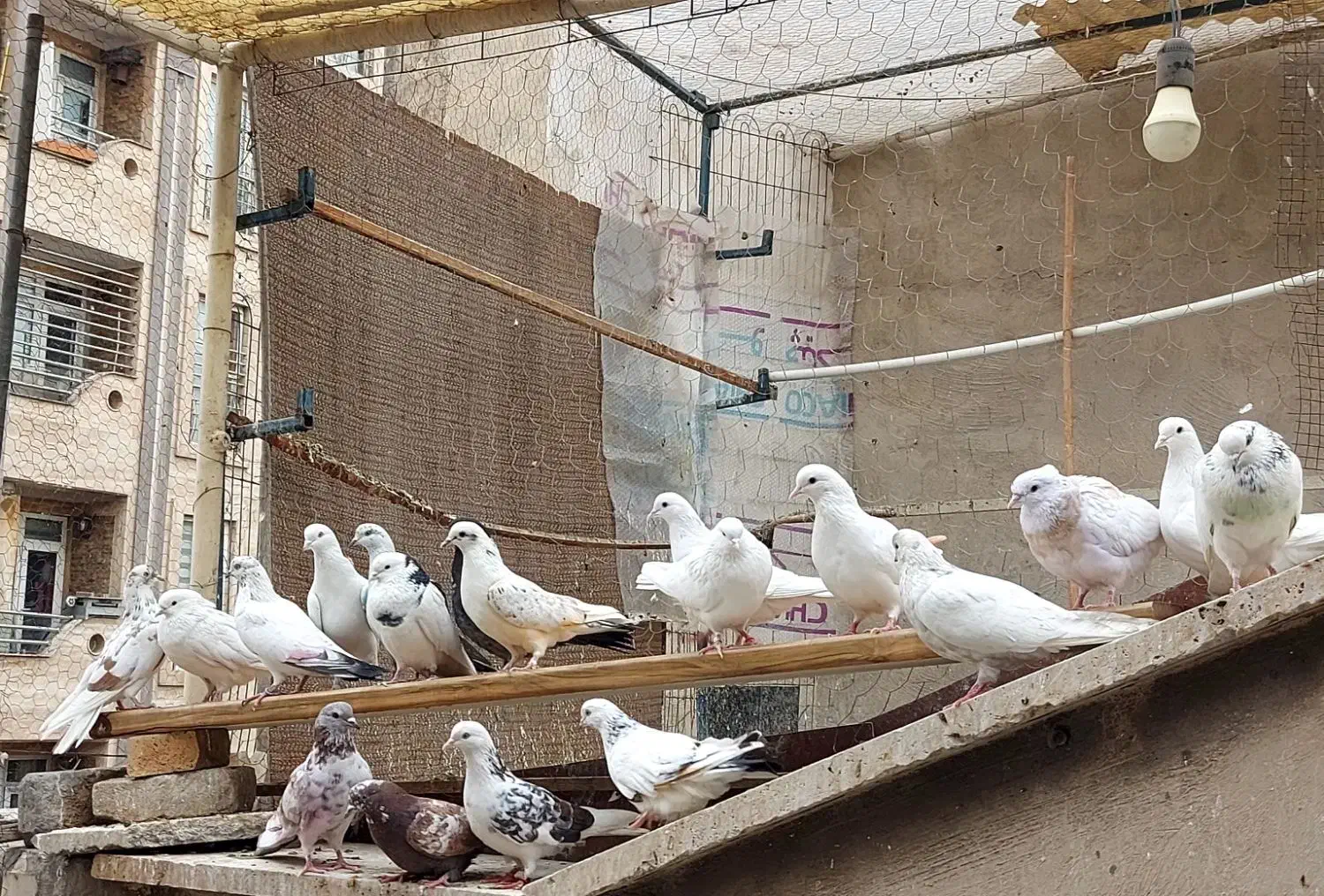 تعداد ۲۰ تا کبوتر|پرنده|تهران, زرکش|دیوار
