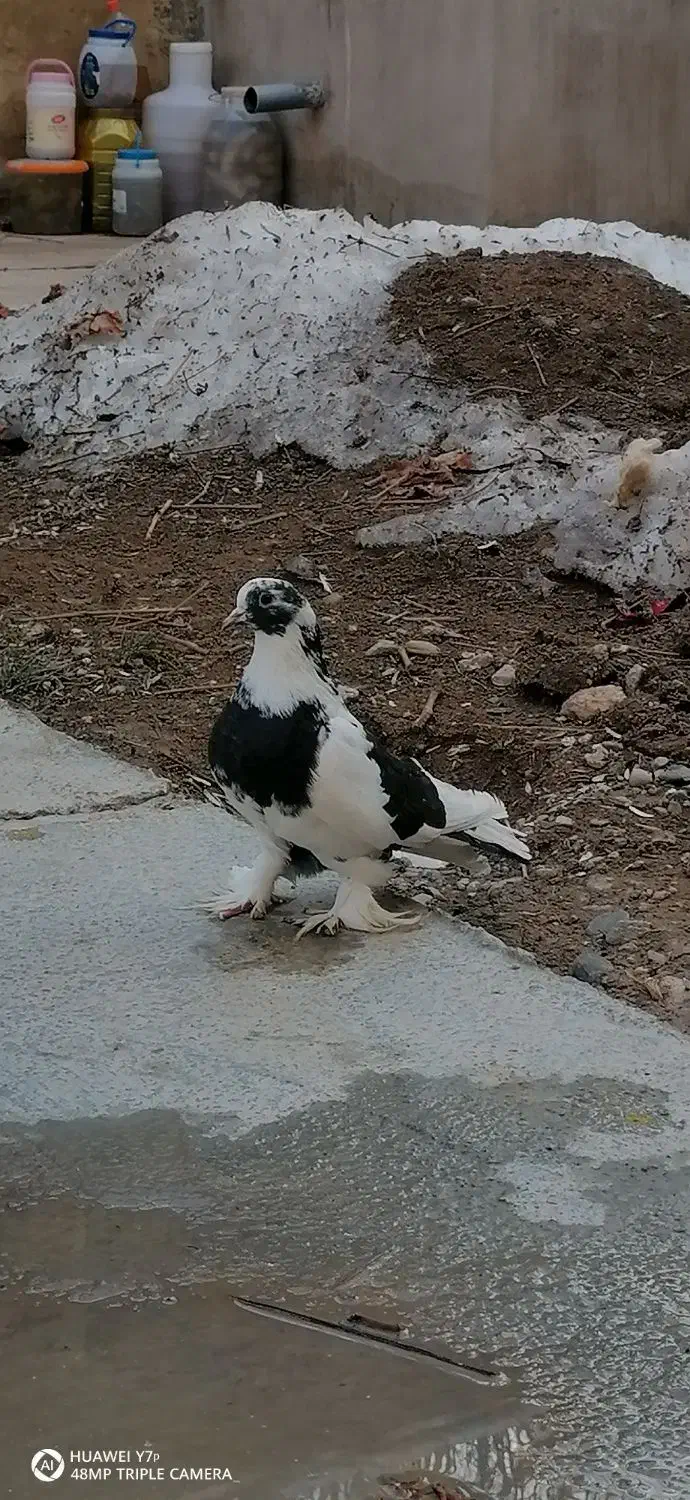 کبوتر سسلی گولی|پرنده|ارومیه, |دیوار