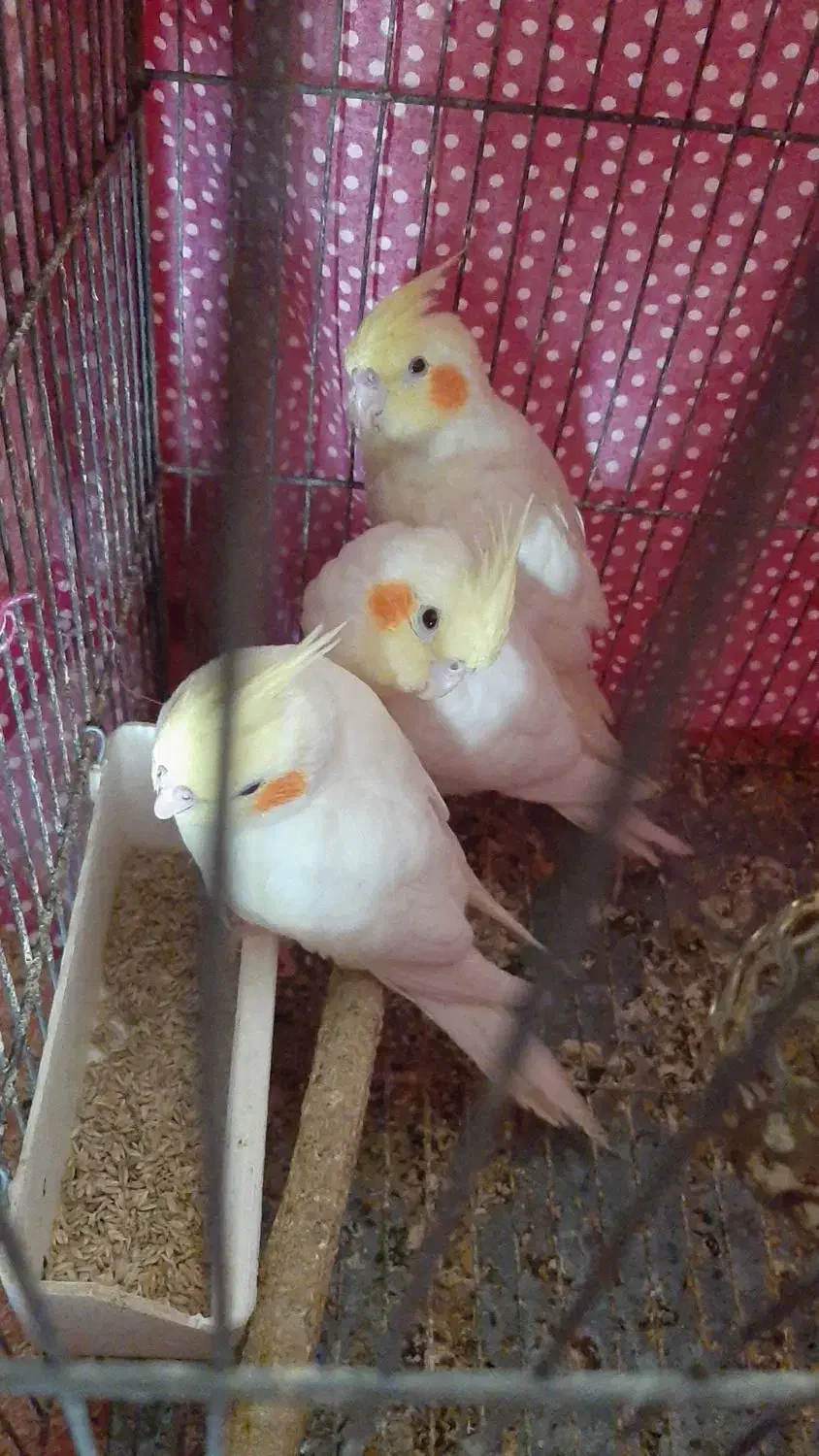 عروس هلندی سرلاکی|پرنده|پاکدشت, پارچین|دیوار