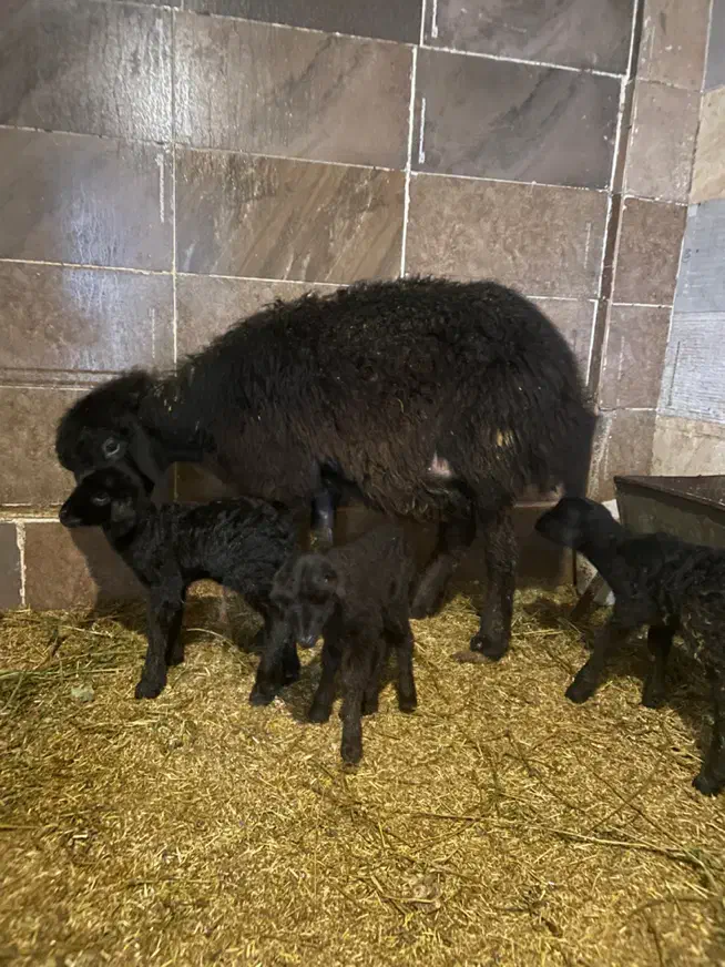 گوسفند نر وماده هموزیگوت و هتروزیگوت چند قلو زا|حیوانات مزرعه|تبریز, |دیوار