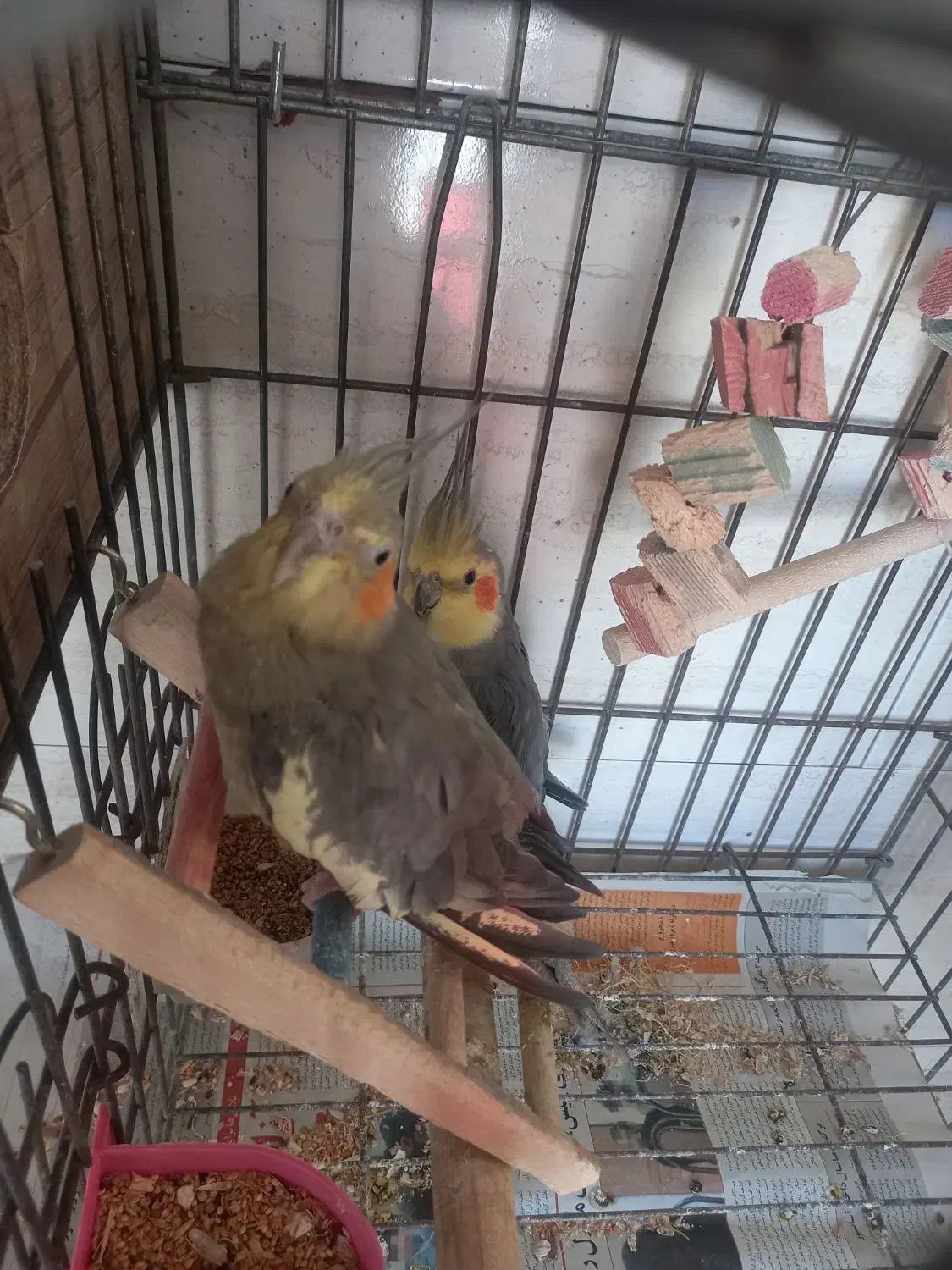 عروس هلندی مولد|پرنده|کرج, مصباح|دیوار