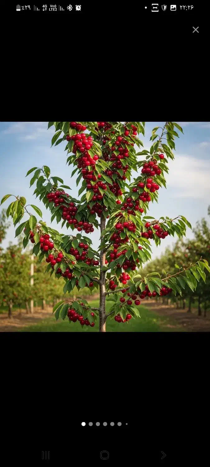 خریدنهال از تولید کننده|خدمات باغبانی و درختکاری|مشهد, یوسفیه (شهرک غرب)|دیوار