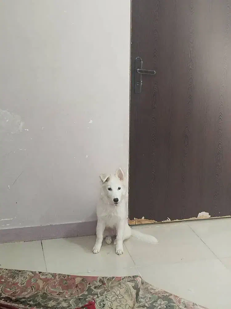 واگذاری سگ|سگ|اهواز, سپیدار|دیوار