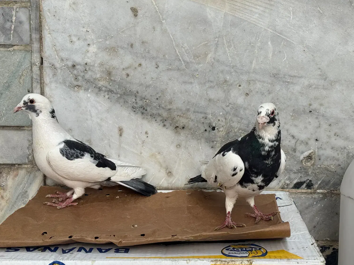 کفتر|پرنده|شیراز, تندگویان|دیوار