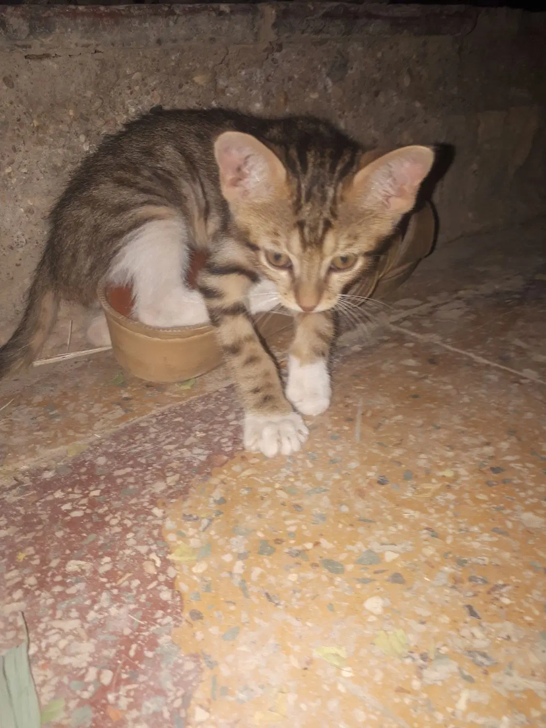 گربه|گربه|کارون, |دیوار