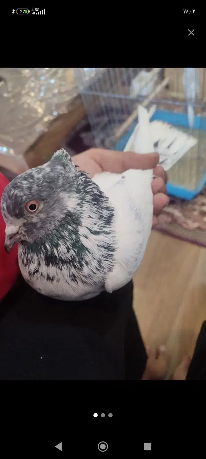 کبوتر پرشی|پرنده|نقده, |دیوار