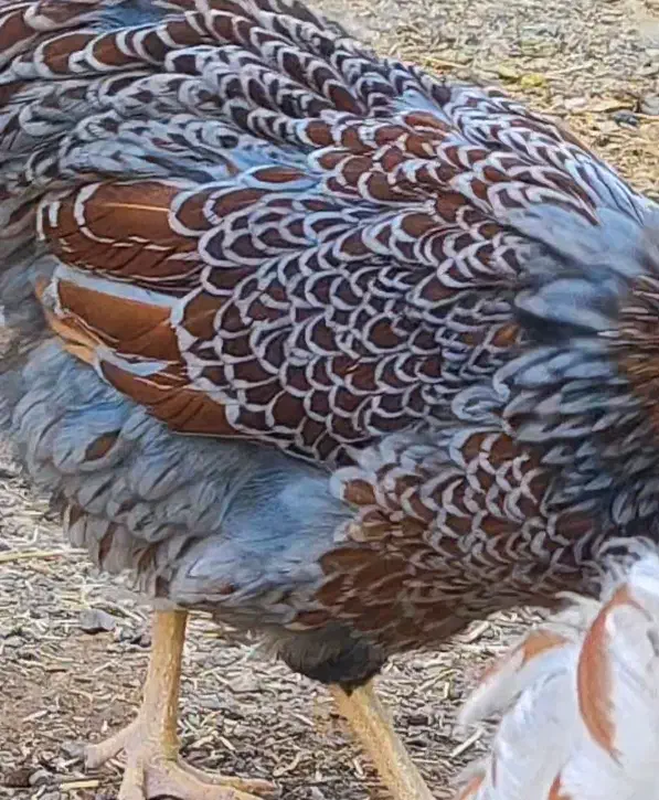 تخم نطفه دار اورپینگتون|حیوانات مزرعه|تهران, امام زاده عبدالله|دیوار