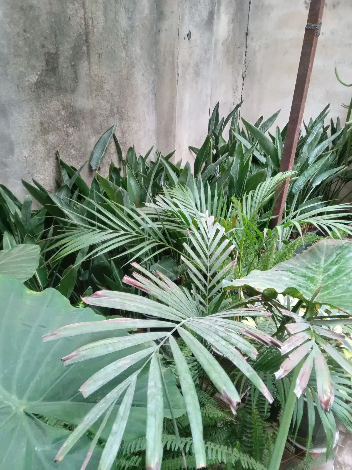 سیکاس بزرگ بالای ۳۰سال|گل و گیاه طبیعی|رشت, تازه آباد|دیوار