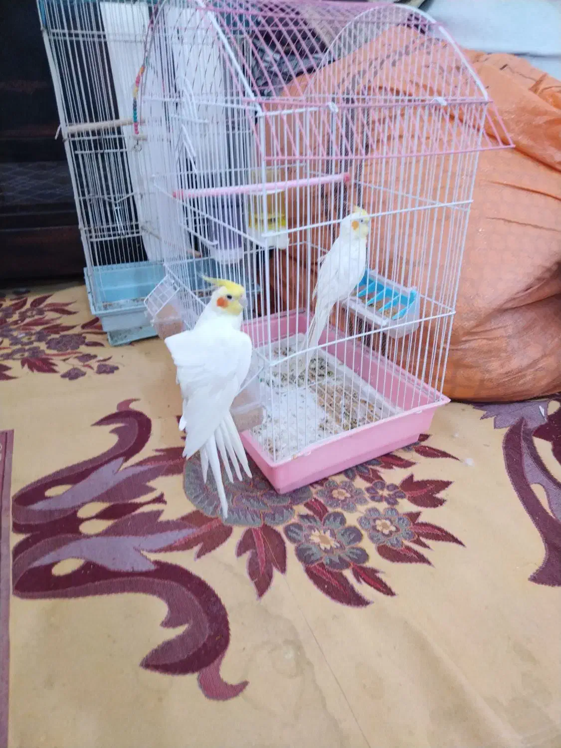 2عددعروس هلندی نرسنخگو|پرنده|فسا, |دیوار